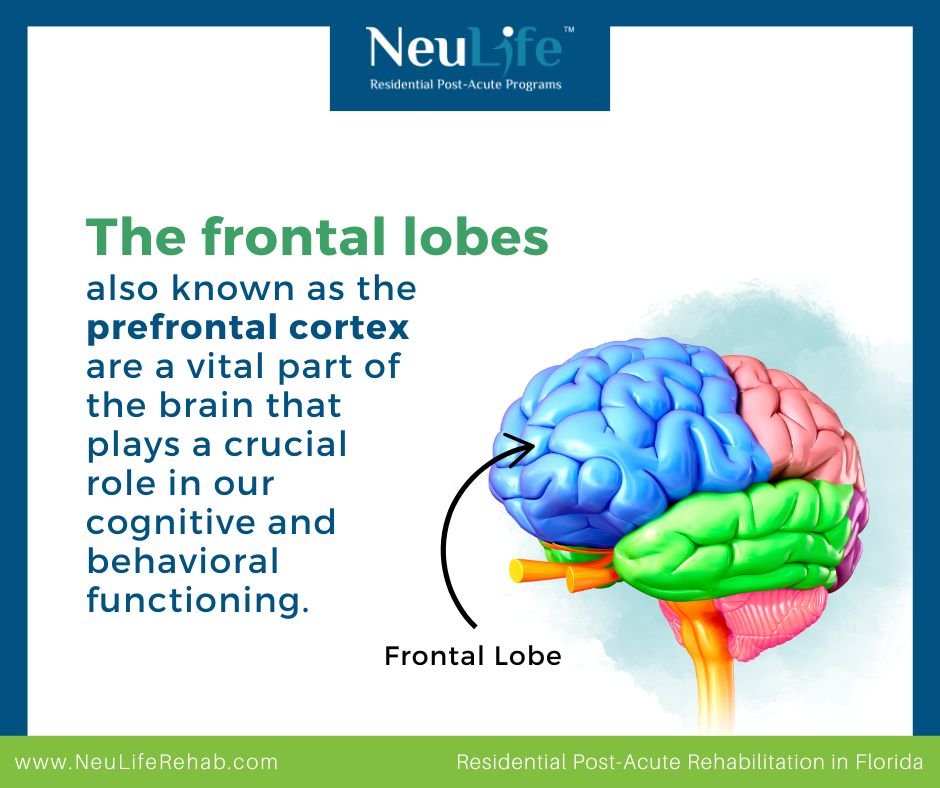 Frontal Lobes Functions: What to Expect and How to Recover