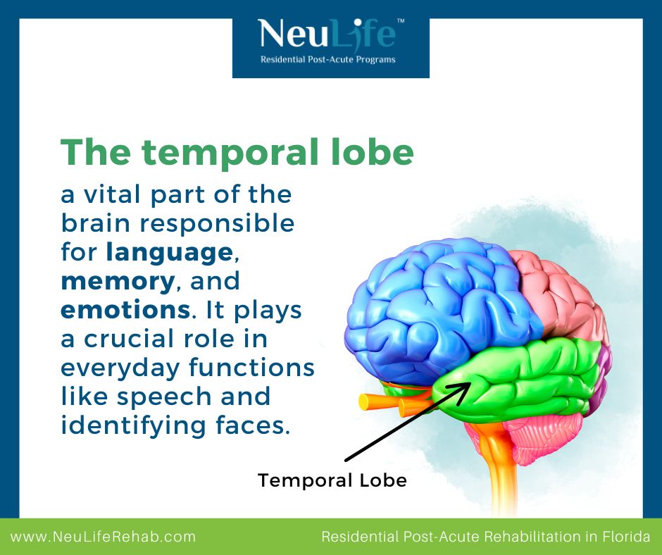 Temporal Lobe Damage: Understanding the Effects, Treatments & Recovery Process