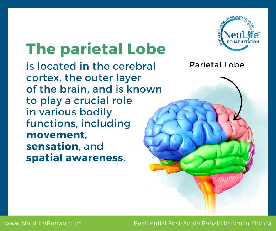 Dealing with Parietal Lobe Damage: Symptoms & Treatments