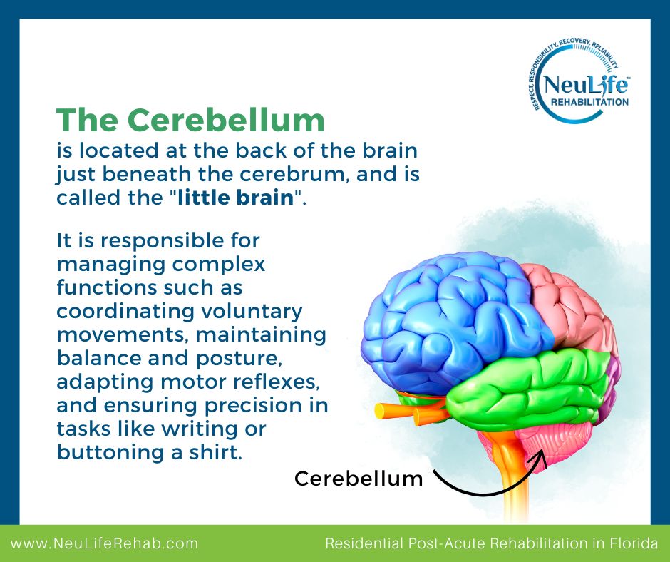 Cerebellum Brain Damage: What Causes It & How Rehabilitation Works